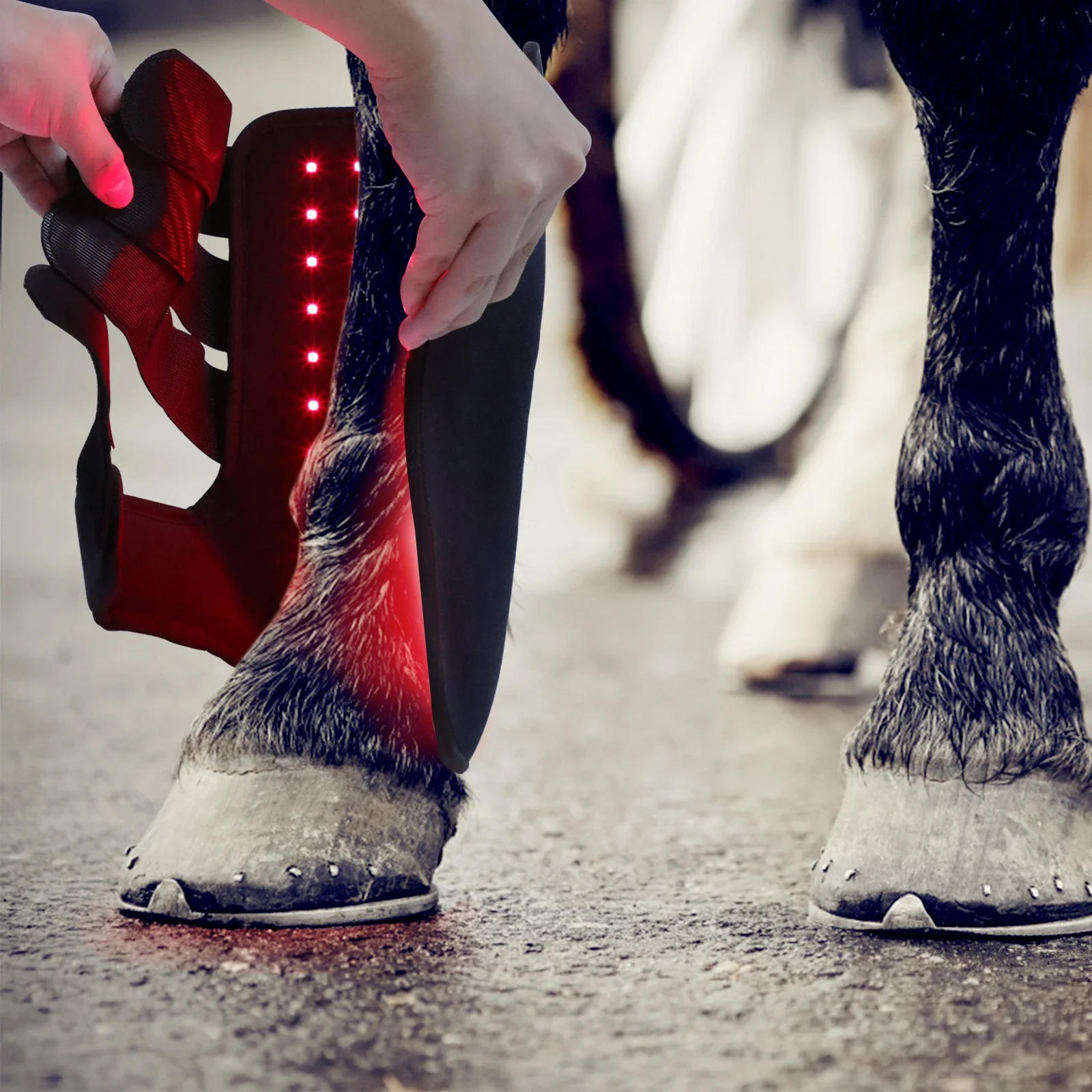 New 660nm 850nm Red light ther - Brushing Boot Horse ulasan dan harga